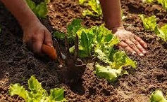 Hands toiling soil in gard for Logan m Cote