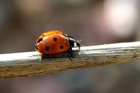 A Lady Bug crawling to Logan M Cote